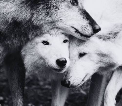 نماد های بازی سرزمین گرگ ها Wolf Land