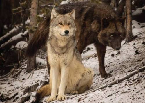 نحوه بازی سرزمین گرگ ها Wolf Land + ترفند و قوانین لازم «سیگاری بت»